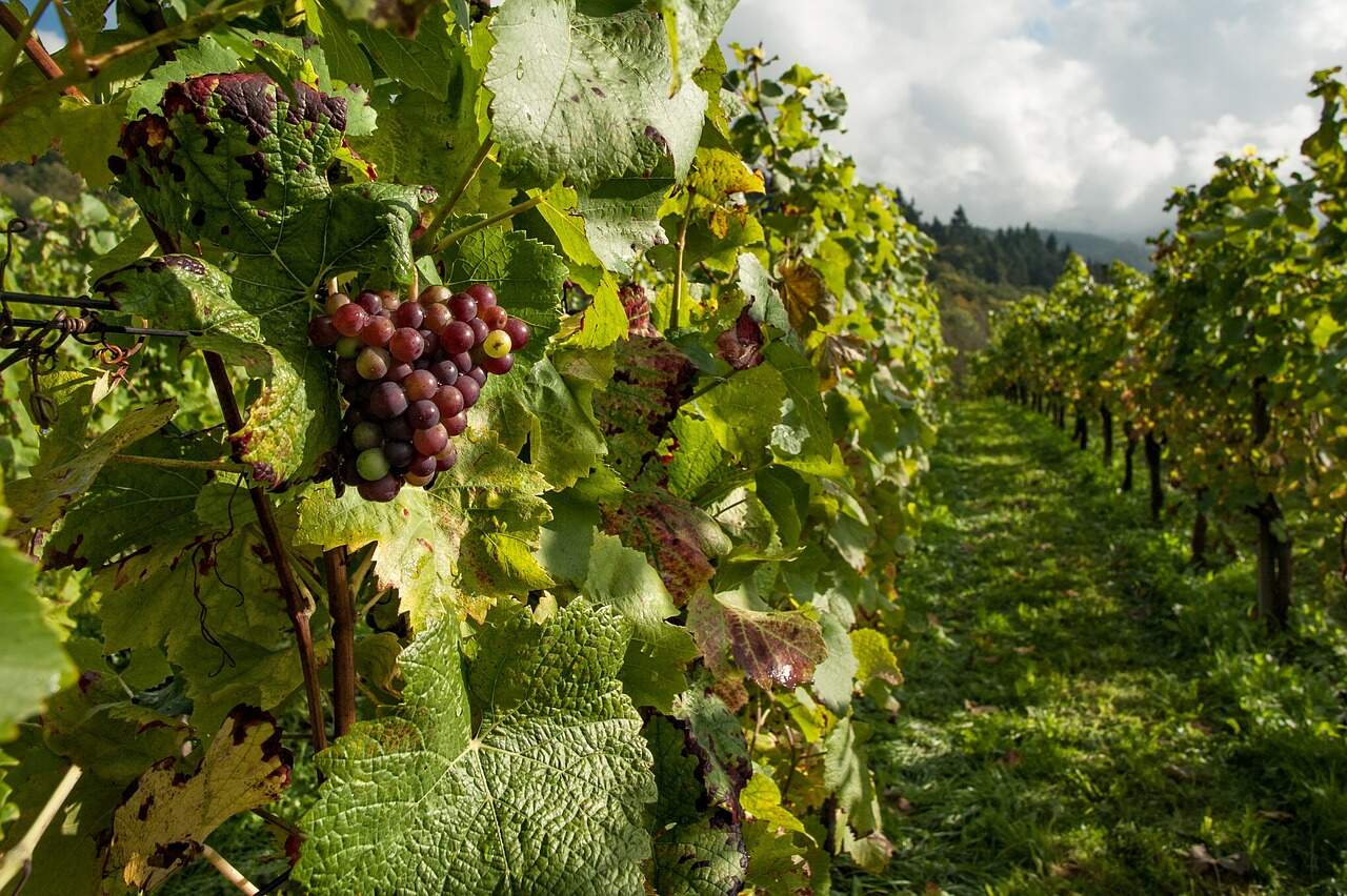 Decisão reconhece uso irregular de indicação “Vale dos Vinhedos” em comércio de vinhos 